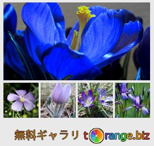 イメージの銀行にtOrangeはセクションからフリーの写真を提供しています： ブルーの花
