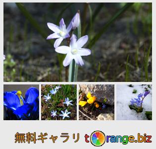 イメージの銀行にtOrangeはセクションからフリーの写真を提供しています： ブルーベルの花