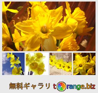 イメージの銀行にtOrangeはセクションからフリーの写真を提供しています： 水仙の花束
