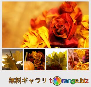 イメージの銀行にtOrangeはセクションからフリーの写真を提供しています： 葉の花束