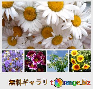 イメージの銀行にtOrangeはセクションからフリーの写真を提供しています： 夏の花のブーケ