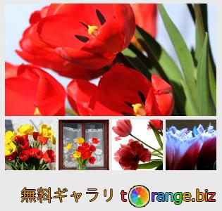 イメージの銀行にtOrangeはセクションからフリーの写真を提供しています： ブーケチューリップの花