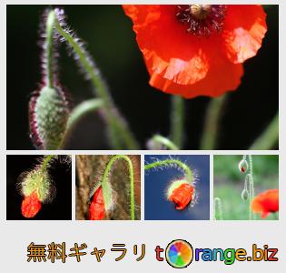 イメージの銀行にtOrangeはセクションからフリーの写真を提供しています： ケシの花の芽