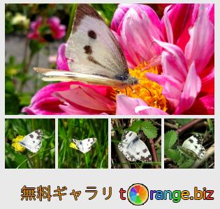 イメージの銀行にtOrangeはセクションからフリーの写真を提供しています： 蝶シロチョウ科