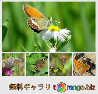 イメージの銀行にtOrangeはセクションからフリーの写真を提供しています： 蝶ジャノメチョウ亜科