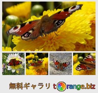 イメージの銀行にtOrangeはセクションからフリーの写真を提供しています： 蝶の孔雀