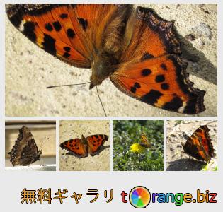 イメージの銀行にtOrangeはセクションからフリーの写真を提供しています： 蝶のじんましん