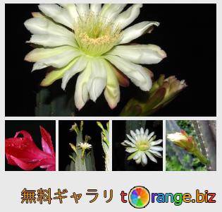 イメージの銀行にtOrangeはセクションからフリーの写真を提供しています： サボテンの花