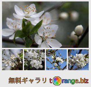 イメージの銀行にtOrangeはセクションからフリーの写真を提供しています： 桜の花