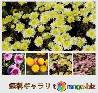 イメージの銀行にtOrangeはセクションからフリーの写真を提供しています： 菊の花