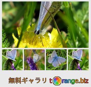 イメージの銀行にtOrangeはセクションからフリーの写真を提供しています： 銅-蝶の蝶