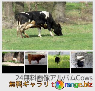 イメージの銀行にtOrangeはセクションからフリーの写真を提供しています： 牛