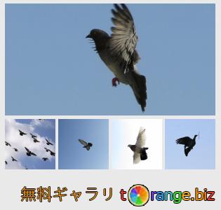 イメージの銀行にtOrangeはセクションからフリーの写真を提供しています： 飛行中の鳩