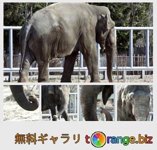 イメージの銀行にtOrangeはセクションからフリーの写真を提供しています： 象
