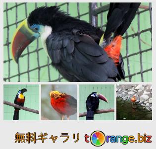 イメージの銀行にtOrangeはセクションからフリーの写真を提供しています： 動物園のエキゾチックな鳥