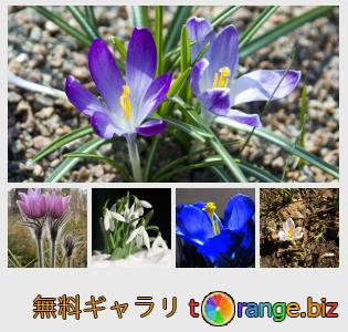 イメージの銀行にtOrangeはセクションからフリーの写真を提供しています： 最初の春の花