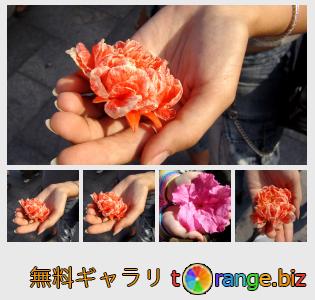 イメージの銀行にtOrangeはセクションからフリーの写真を提供しています： 手のひらに花