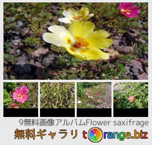 イメージの銀行にtOrangeはセクションからフリーの写真を提供しています： 花ユキノシタ