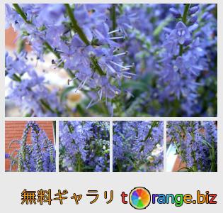 イメージの銀行にtOrangeはセクションからフリーの写真を提供しています： 花ベロニカロンギフォリア