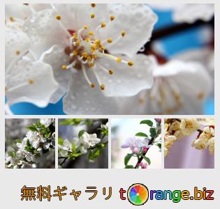 イメージの銀行にtOrangeはセクションからフリーの写真を提供しています： 果樹の開花枝