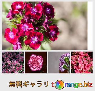 イメージの銀行にtOrangeはセクションからフリーの写真を提供しています： 花カーネーション