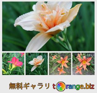 イメージの銀行にtOrangeはセクションからフリーの写真を提供しています： 花カンゾウ
