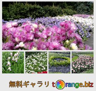 イメージの銀行にtOrangeはセクションからフリーの写真を提供しています： 花壇の花
