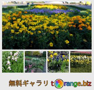 イメージの銀行にtOrangeはセクションからフリーの写真を提供しています： 庭の花