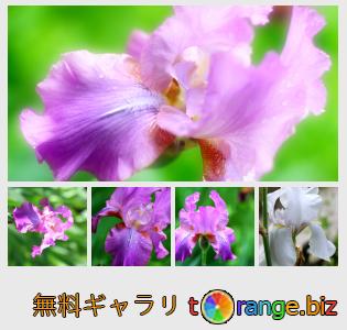イメージの銀行にtOrangeはセクションからフリーの写真を提供しています： 花の菖蒲