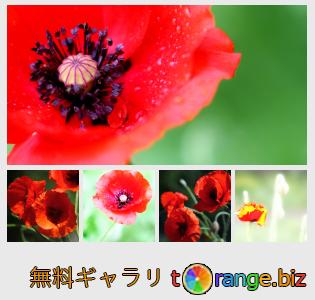 イメージの銀行にtOrangeはセクションからフリーの写真を提供しています： 花ケシの背景や壁紙