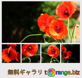 イメージの銀行にtOrangeはセクションからフリーの写真を提供しています： 花は、暗い背景にケシ