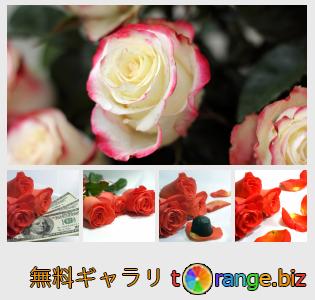イメージの銀行にtOrangeはセクションからフリーの写真を提供しています： 花のバラ