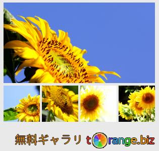 イメージの銀行にtOrangeはセクションからフリーの写真を提供しています： 花ヒマワリデスクトップの壁紙