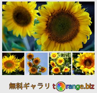 イメージの銀行にtOrangeはセクションからフリーの写真を提供しています： 花ヒマワリ