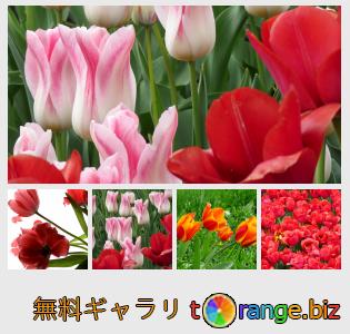 イメージの銀行にtOrangeはセクションからフリーの写真を提供しています： 花チューリップ