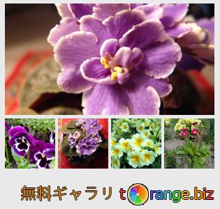 イメージの銀行にtOrangeはセクションからフリーの写真を提供しています： 花のスミレ