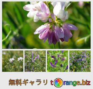 イメージの銀行にtOrangeはセクションからフリーの写真を提供しています： 野生のエンドウ豆の花