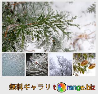 イメージの銀行にtOrangeはセクションからフリーの写真を提供しています： 霜