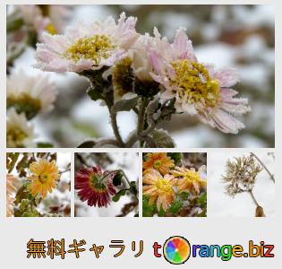 イメージの銀行にtOrangeはセクションからフリーの写真を提供しています： 冷凍の花