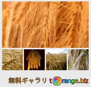 イメージの銀行にtOrangeはセクションからフリーの写真を提供しています： 穀物の耳