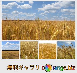 イメージの銀行にtOrangeはセクションからフリーの写真を提供しています： 穀物畑