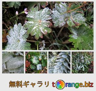 イメージの銀行にtOrangeはセクションからフリーの写真を提供しています： 植物の葉に霜