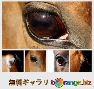 イメージの銀行にtOrangeはセクションからフリーの写真を提供しています： 馬の目