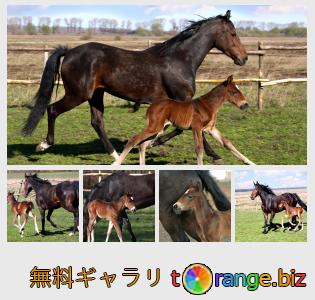 イメージの銀行にtOrangeはセクションからフリーの写真を提供しています： 馬と子馬