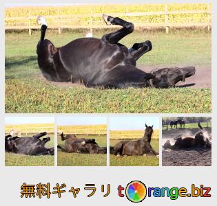 イメージの銀行にtOrangeはセクションからフリーの写真を提供しています： 地面に横たわっている馬