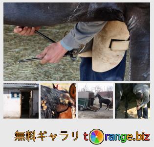 イメージの銀行にtOrangeはセクションからフリーの写真を提供しています： 馬を所有しています