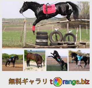 イメージの銀行にtOrangeはセクションからフリーの写真を提供しています： 馬のトレーニング