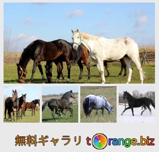 イメージの銀行にtOrangeはセクションからフリーの写真を提供しています： 徒歩での馬