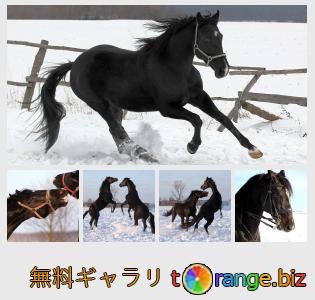 イメージの銀行にtOrangeはセクションからフリーの写真を提供しています： 冬の馬