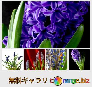 イメージの銀行にtOrangeはセクションからフリーの写真を提供しています： ヒヤシンスの花